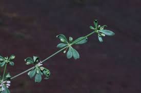 Image result for Molluginaceae