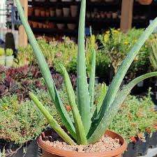 A number of studies have investigated the usefulness of aloe as a dietary supplement or a topical product for health purposes in. 6 Inch Aloe Vera Plant Aloe Barbadensis Cactus Jungle