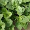 Rosmarinic acid is one of the primary phenol antioxidants in oregano. 1