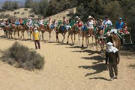 These hoofed mammals will lead you to the most beautiful hidden corners of the valley how will you resist his charms? Camel Riding In Maspalomas Dunes 2021 Gran Canaria
