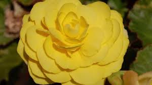 Image result for Begonia princeae