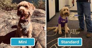 Check spelling or type a new query. Irish Doodle Size Full Grown How Big Do Irish Doodles Get Mini Standard
