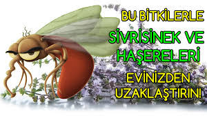 Bu Bitkilerle Sivrisinek Ve Hasereleri Evinizden Uzaklastirin Sifa Bul