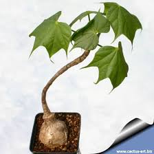 Image result for Firmiana