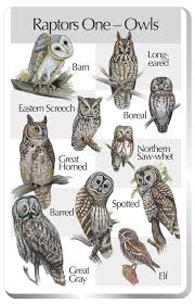 Owl Types Handy Little Poster For Identifying Northern