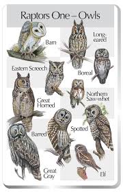 owl types handy little poster for identifying northern