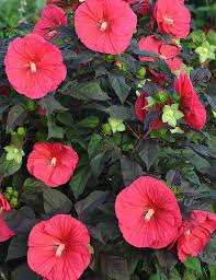 Some perennials can withstand the frigid winters of the northern states, others cannot. Hibiscus Mars Madness Ppaf Zone 4 9 Flowers Large Dinner Plate Sized Blooms Magenta Red Blooms 6 8 Weeks Late July Hibiscus Plants Full Sun Perennials