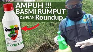Letak bunga ini berada dibagian paling atas dari batang rumput teki yang membentuk. Roundup Pembasmi Rumput Paling Ampuh Basmirumput Roundup Tutorial Youtube