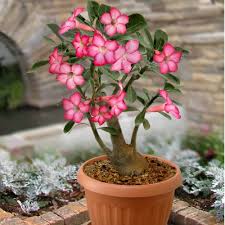 Image result for Adenium
