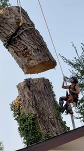 Sizable Cottonwood.. @spence.baldwin @felipevera8183 @swansonbroth9  @hilliard_zach @palfinger_usa_treemek @mecanilofficial @westcoastsaw  @monkeybeaverdotcom #reels #instagram #madison #wisconsin ...