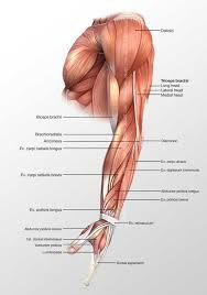 Lateral surface of the olecranon process of ulna and the superior proximal part of the posterior ulna. Arm Posterior Muscles 3d Illustration