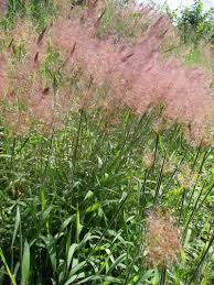 Image result for Melinis minutiflora