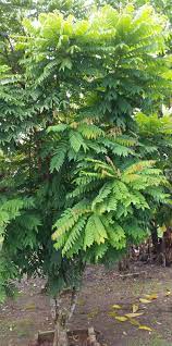 Buah belimbing berbentuk kecil dan empat segi panjang, dan jarang dimakan segar kerana rasanya terlalu masam. Warisan Petani Pokok Belimbing Buluh