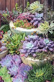 The ultimate guide to gardening with succulents Growing Echeverias The Gardener The Gardener