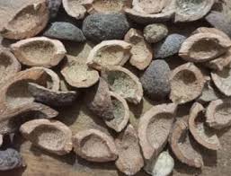 Image result for Coula edulis