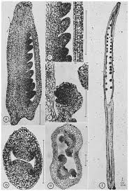 Image result for Cleome iberidella