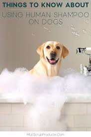 It Might Seem Like A Good Idea But You Should Never Use Human Shampoo On Dogs Today I Will Share Some Safer Products To U In 2020 Dog Cleaning Dog Grooming