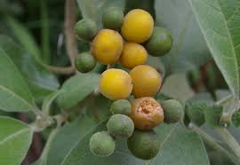 Image result for Solanum mauritianum