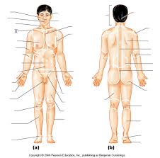 Start studying label anatomical position. Language Of Anatomy Proprofs Quiz