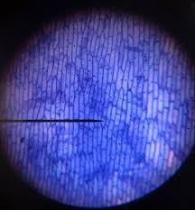 Learn vocabulary, terms, and more with flashcards, games, and other study tools. Parts Of An Onion Cell Most Plant Cells Diagram Quizlet