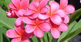 Pin On Beautiful Flowers Fㆍbeauty