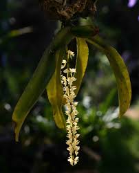 Image result for Diaphananthe