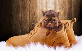 Many of our breeding parents are champions or have champion bloodlines. Differences Between Teacup Yorkie And Regular Yorkie Yorkiepage Com