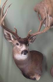 If you do not have a deer but would like one mounted we can create. Unusual Dilemma With My Mule Deer Mount Africahunting Com