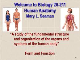 The reproductive tissues of male and female humans develop similarly in utero until a low level of the hormone testosterone is released from male gonads. Ppt Welcome To Biology 26 211 Human Anatomy Mary L Seaman Powerpoint Presentation Id 1700909