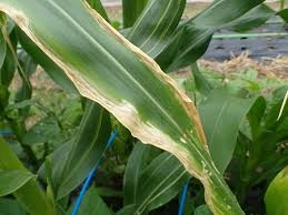 葉山農園 6月初旬 トウモロコシ病気 葉が黄色い 枯れる 暇人主婦の家庭菜園 楽天ブログ