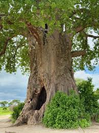 Image result for Pavetta eylesii