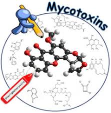 Image result for Mycotoxin