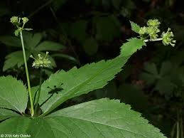 Image result for Sanicula elata