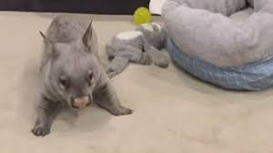 Tribute to aude alaskar, 27, who died in the sydney disaster. Vcnwsbaby 01 Mp4