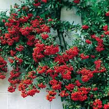 Image result for Pycnosphaera buchananii