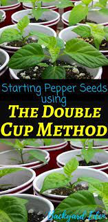 Starting Pepper Seeds Using The Double Cup Method Starting Pepper Seeds Starting Seeds Grow Starting Vegetable Seeds Starting Seeds Indoors Tomato Seedlings