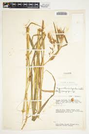 Image result for Hyparrhenia cymbaria