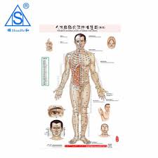 chinese medical acupuncture points charts buy medical wall chart acupuncture points charts medical acupuncture chart product on alibaba com