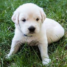 Effective immediately, luxury puppies is proud to offer free home delivery for all puppies purchased online. Crane Hollow Goldens Labrador Puppies For Sale Puppies Dog Came