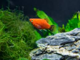 Image result for Platycoryne affinis