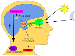 There are several scenarios where you might benefit from taking melatonin for sleep, according to the national center. Melatonin Wikipedia