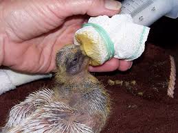 Nourrir Un Pigeonneau Ou Un Bebe Tourterelle En Difficulte Les Jeunes Trouves Nimo