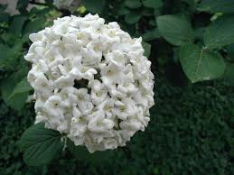 Viburnums are very popular landscaping shrubs and for good reason. Viburnum Carlcephalum Diy