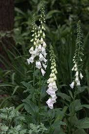Maybe you would like to learn more about one of these? Foxglove Plants Digitalis How To Grow And Plant Foxgloves Nurseries Online Foxglove Plant Shade Flowers White Plants