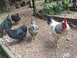 Dust bathing is an ingrained act; How To Create A Chicken Dust Bath For Winter Bathing