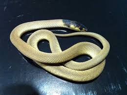 Pseudonaja affinis, a highly venomous snake of southwest australia. It Is This Time Of Year That Baby Armadale Reptile Centre Facebook