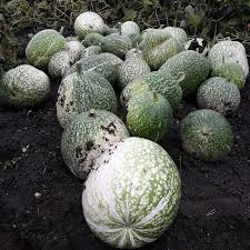 Zucca dei 7 anni, zucca siamese, zucca a foglia di fico, chilacayote. Organic Chilacayote Seeds Cucurbita Ficifolia Shipping Is Free For Orders Over 35