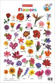 I usualy grow them in mix beds mixt in flower beds. Flower Chart Edible Flowers Edible Flowers Recipes
