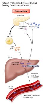 Glucagon for therapeutic use may be derived from bovine or porcine pancreas, or from recombinant dn a. Ketones Diabetes Education Online