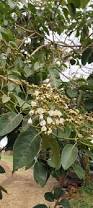 Image result for Cordia africana